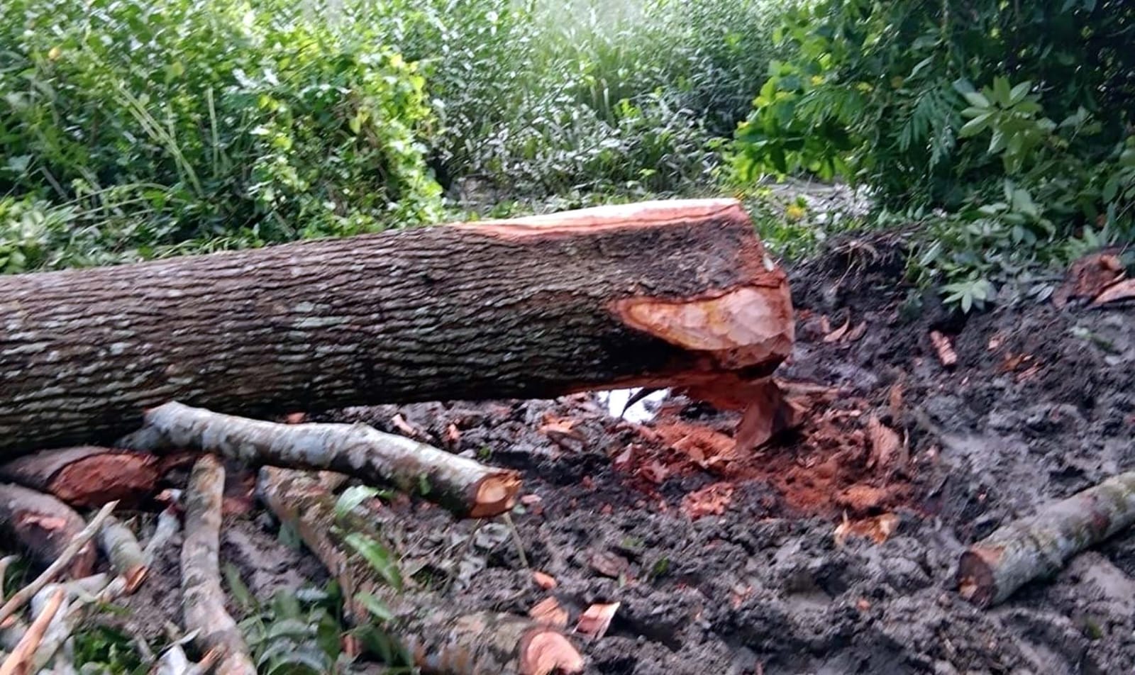 ফকিরহাটে পৈত্রিক সম্পত্তির মেহগনি গাছ কর্তনের অভিযোগ